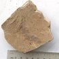 #Cambrian fossil Vetulicola , professional teaching,cool #z86