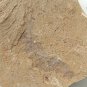 #Cambrian fossil Vetulicola , professional teaching,cool #z86