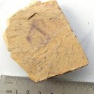 Cambrian fossil sponge, professional teaching,cool #z88