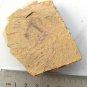 Cambrian fossil sponge, professional teaching,cool #z88