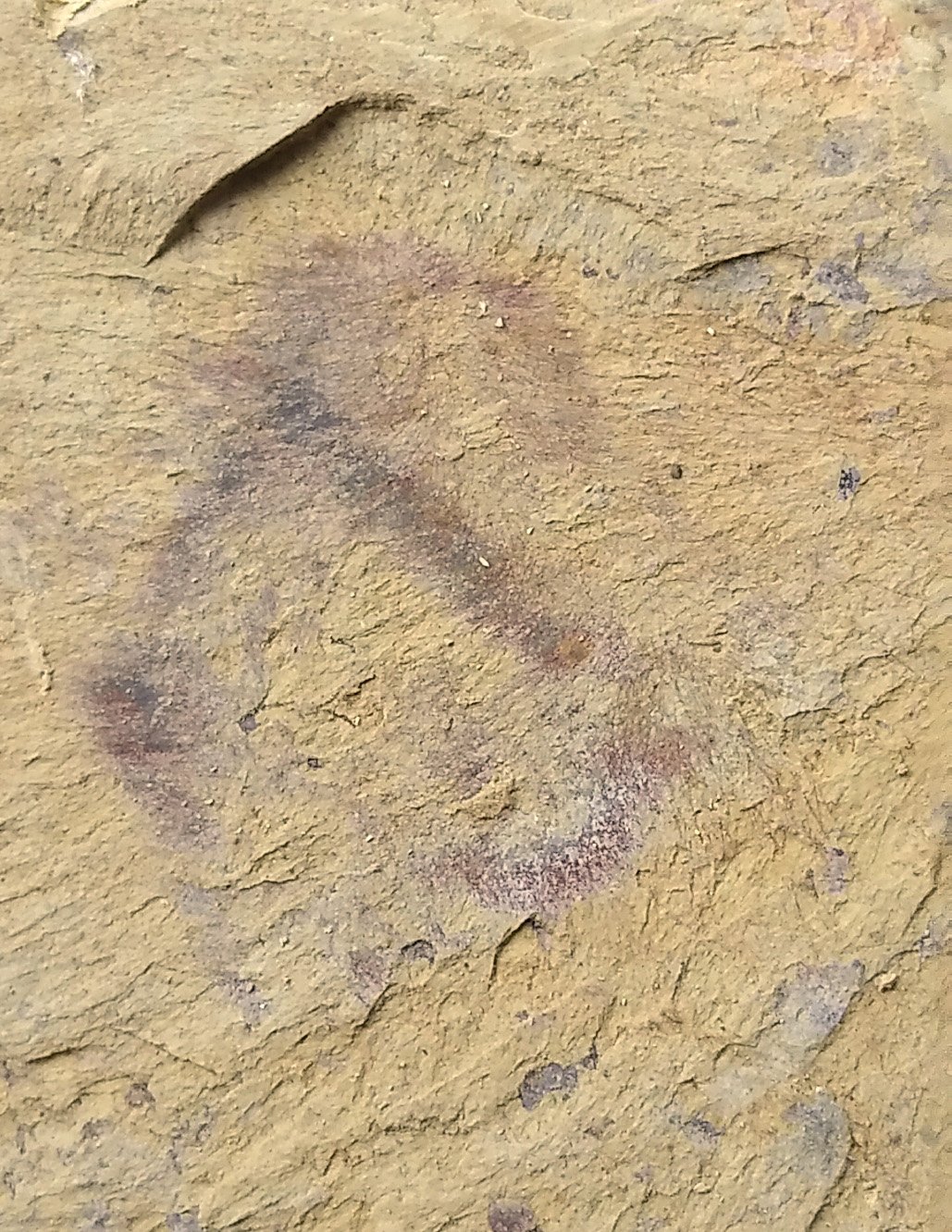 Cambrian fossil sponge, professional teaching,cool #z88