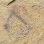 Cambrian fossil sponge, professional teaching,cool #z88