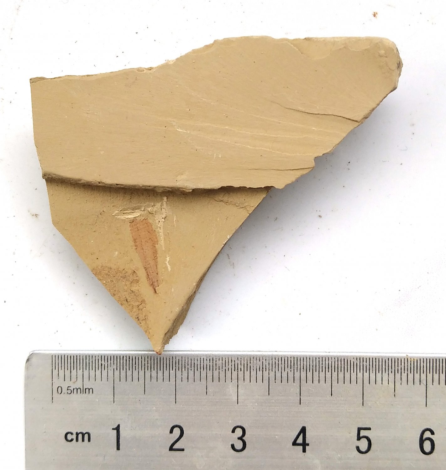 #Cambrian fossil sponge, professional teaching,cool #z89