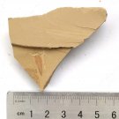 Cambrian fossil sponge, professional teaching,cool #z89