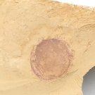 Cambrian fossil Heliomedusa orienta , professional teaching #z90