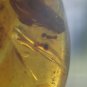 #5 pieces of Burmese amber, professional teaching #z91