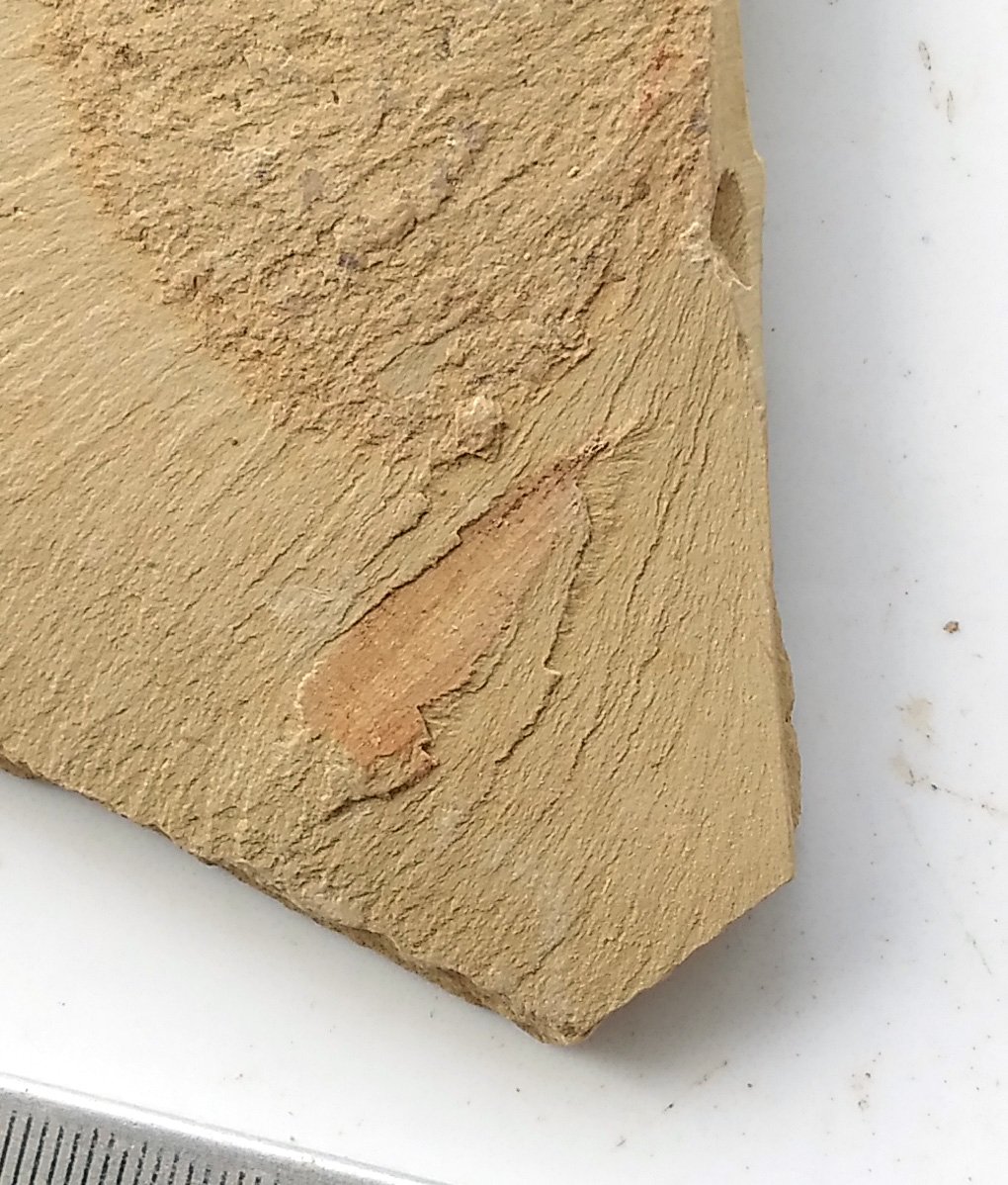 #Cambrian fossil sponge, professional teaching,cool #z93