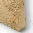 Cambrian fossil sponge, professional teaching,cool #z93