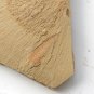 #Cambrian fossil sponge, professional teaching,cool #z93
