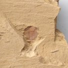 Cambrian fossil Naraoia spinosa neg, professional teaching #z95