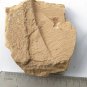 #Cambrian fossil Naraoia spinosa neg, professional teaching #z95