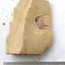 Cambrian fossil Naraoia spinosa , professional teaching #z96