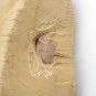 #Cambrian fossil Naraoia spinosa , professional teaching #z96