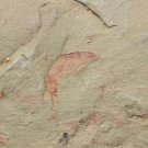 Cambrian fossil Leanchoilia illecebrosa , professional teaching #w03