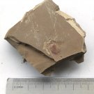 Cambrian fossil Naraoia spinosa , professional teaching #w04