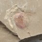 #Cambrian fossil Naraoia spinosa , professional teaching #w04