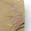 Cambrian fossil Guangweicaris spinatus , professional teaching #w05
