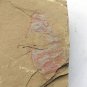#Cambrian fossil Guangweicaris spinatus , professional teaching #w05