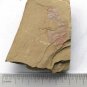 #Cambrian fossil Guangweicaris spinatus , professional teaching #w05