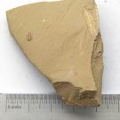 Cambrian fossil trilobite Palaeolenus lanlenoisi , professional teaching #w06