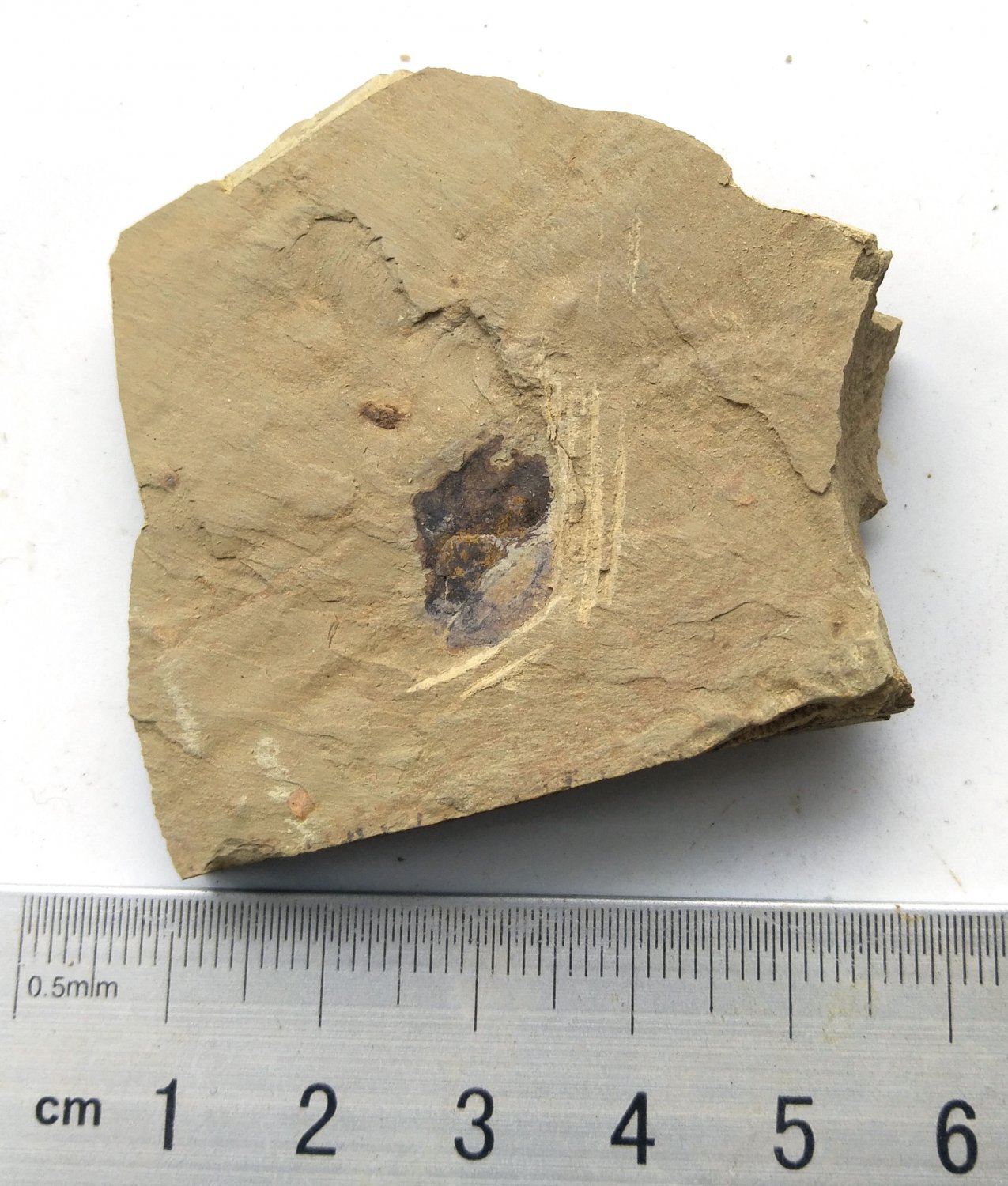 #Cambrian fossil unknown , professional teaching #w07