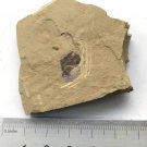 Cambrian fossil unknown , professional teaching #w07