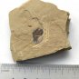 #Cambrian fossil unknown , professional teaching #w07