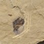 #Cambrian fossil unknown , professional teaching #w07
