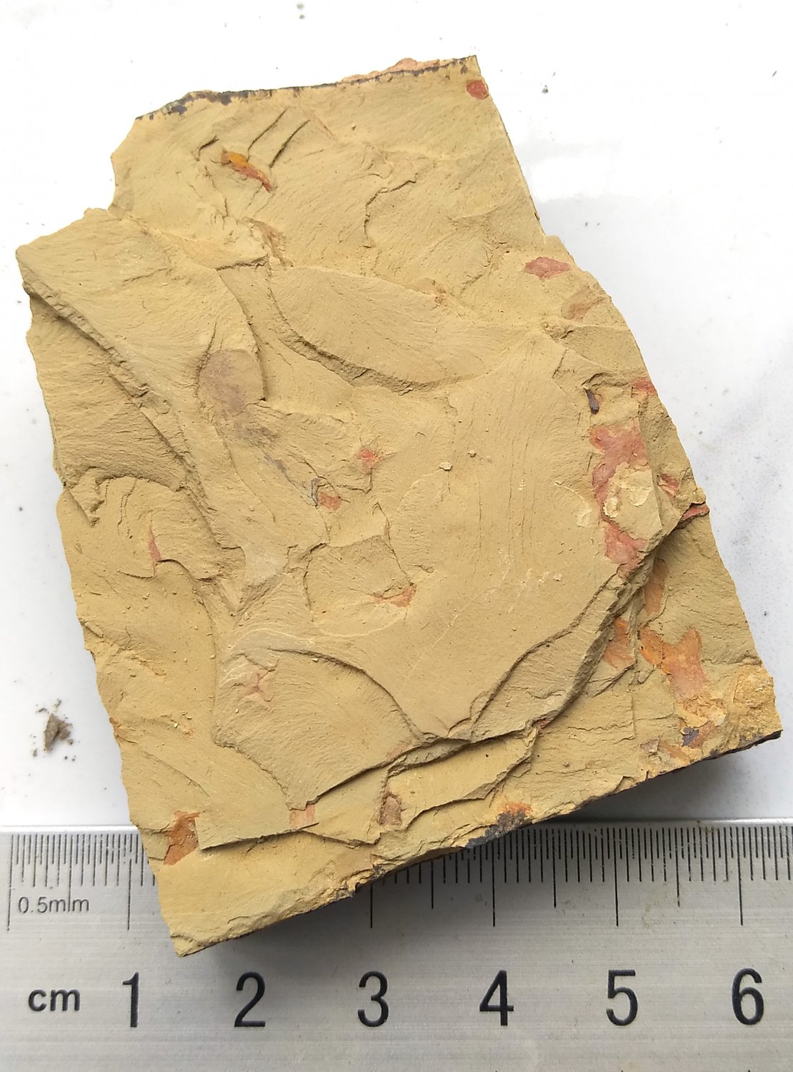 Cambrian fossil unknown , professional teaching #w09