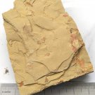 Cambrian fossil unknown , professional teaching #w09