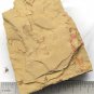 Cambrian fossil unknown , professional teaching #w09