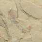 Cambrian fossil unknown , professional teaching #w09