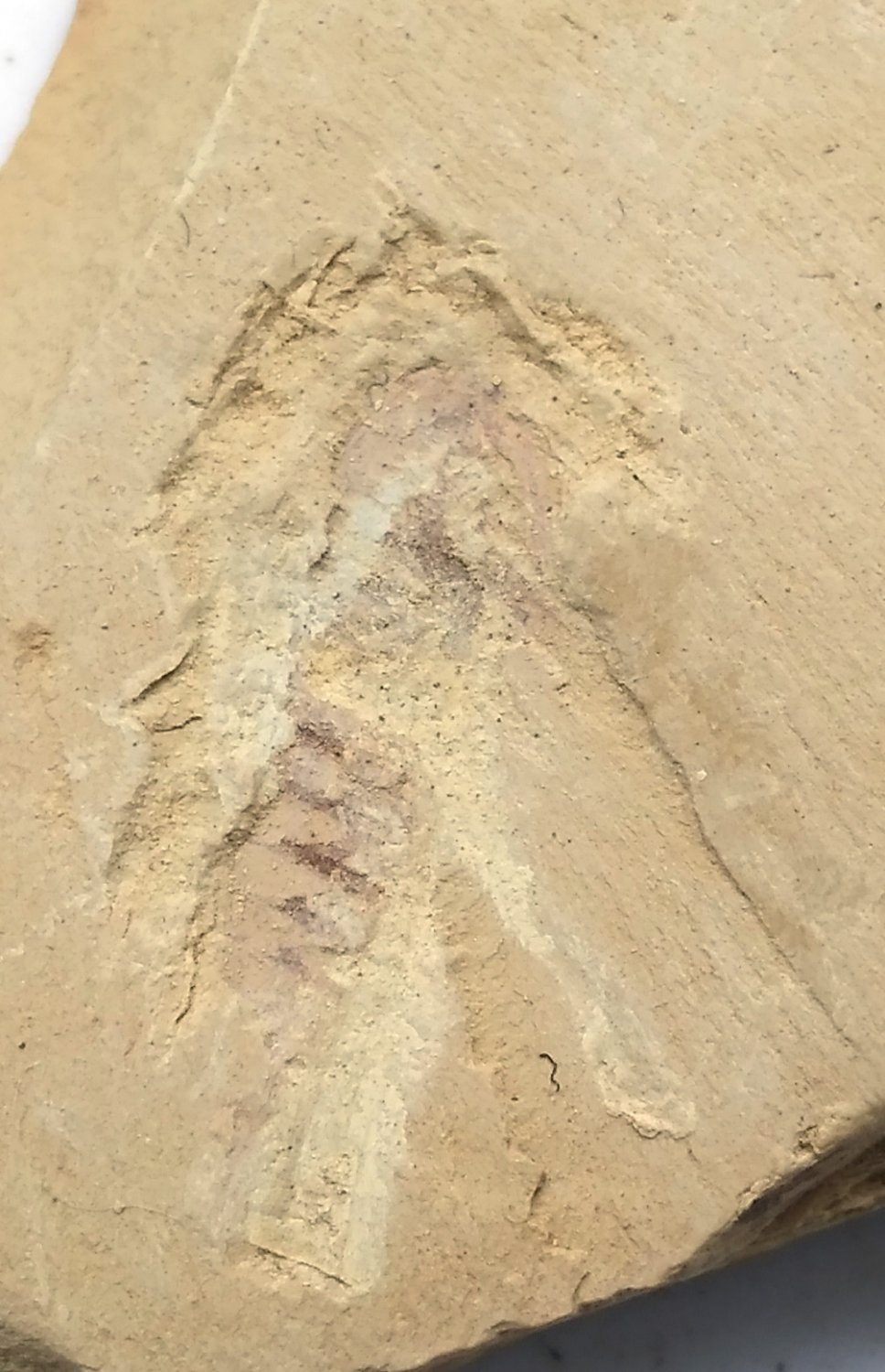 Cambrian fossil unknown , professional teaching #w10
