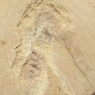 Cambrian fossil unknown , professional teaching #w10