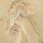 Cambrian fossil unknown , professional teaching #w10