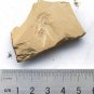 Cambrian fossil unknown , professional teaching #w10