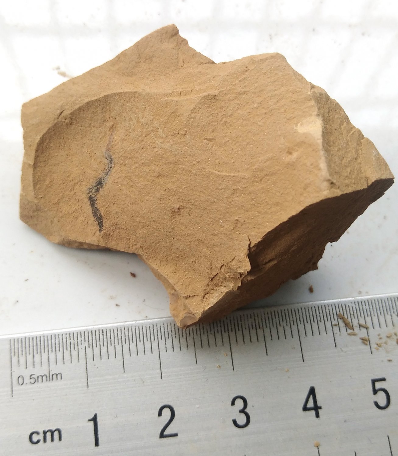 Cambrian fossil unknown , professional teaching #w14