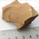 Cambrian fossil unknown , professional teaching #w14