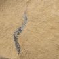 Cambrian fossil unknown , professional teaching #w14