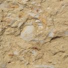 Cambrian fossil hyolithoid , professional teaching #w15