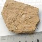 Cambrian fossil hyolithoid , professional teaching #w15