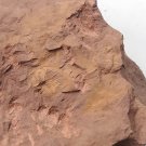 Ordovician fossil trilobite Dionide, teaching,very cool  #w16