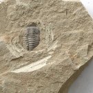 Cambrian fossil trilobite Yunanocephalus yunnanensis , professional teaching #w17