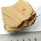 Cambrian fossil trilobite  unknown  , professional teaching #w19