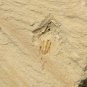 #Cambrian fossil trilobite unknown , professional teaching #w19