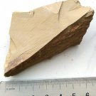 Cambrian fossil Leanchoilia illecebrosa , professional teaching #w20