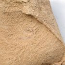 Cambrian fossil Cricocosmia jinningensis , professional teaching #w21