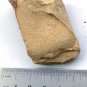#Cambrian fossil Cricocosmia jinningensis , professional teaching #w21