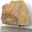 Cambrian fossil Cricocosmia jinningensis , professional teaching #w23
