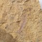 #Cambrian fossil Cricocosmia jinningensis , professional teaching #w23